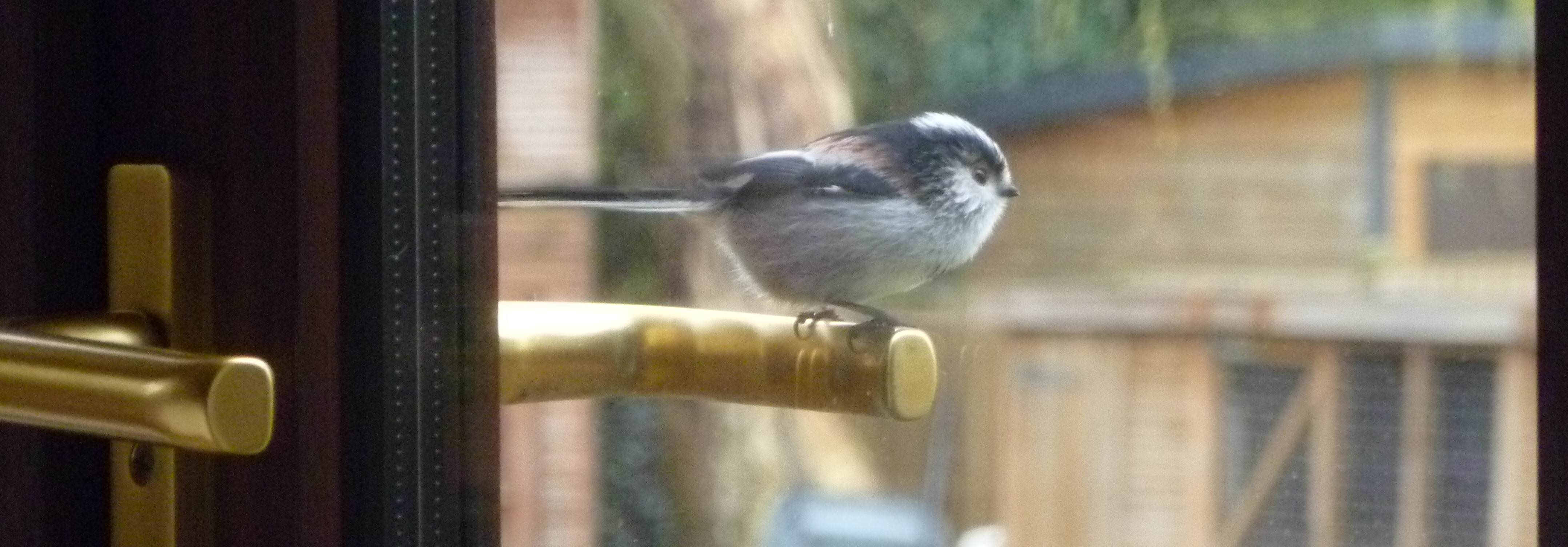 A long tailed tit on a door handle
