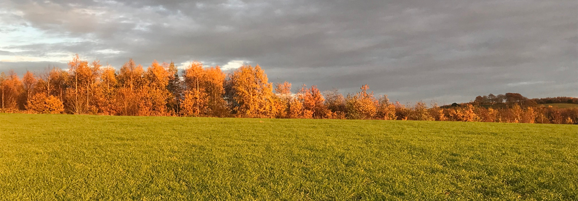 Late afternoon Autumn trees