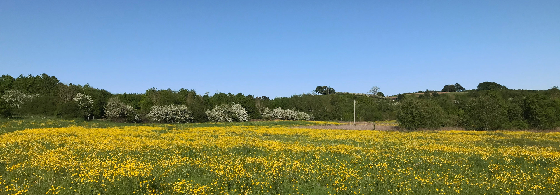 Buttercups in the National Forest near Hartshorne