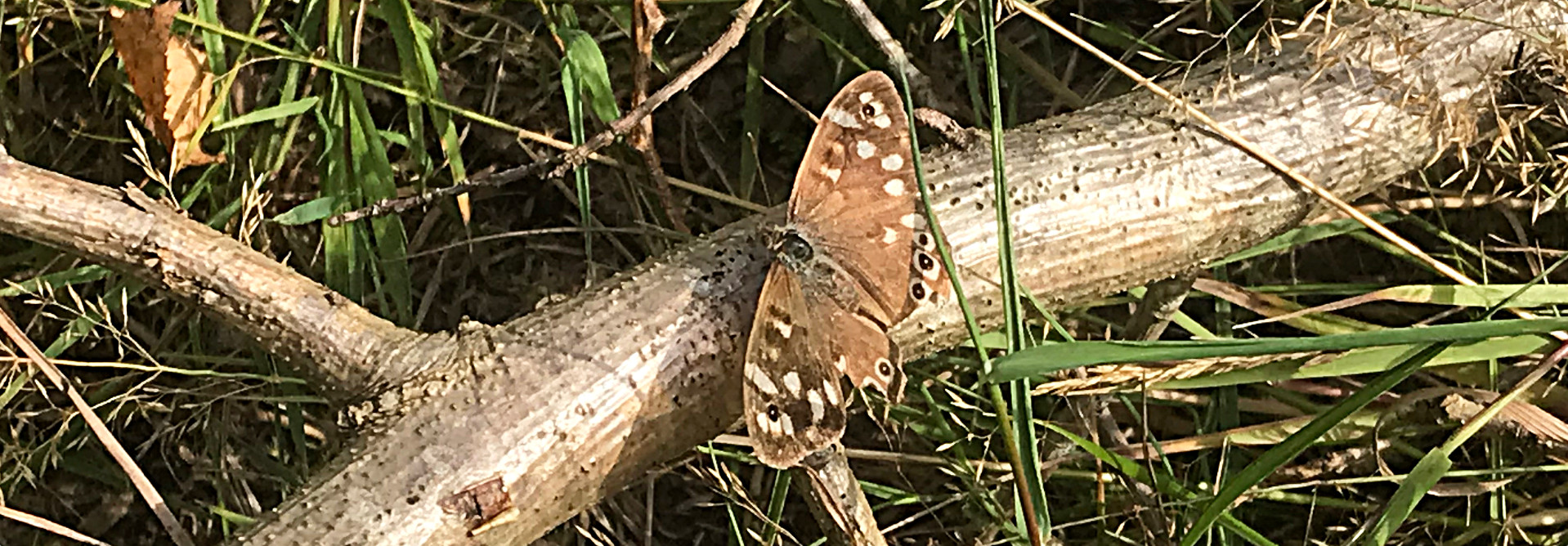 A Speckled Wood Butterfly on a stick in the National Forest near Hartshorne