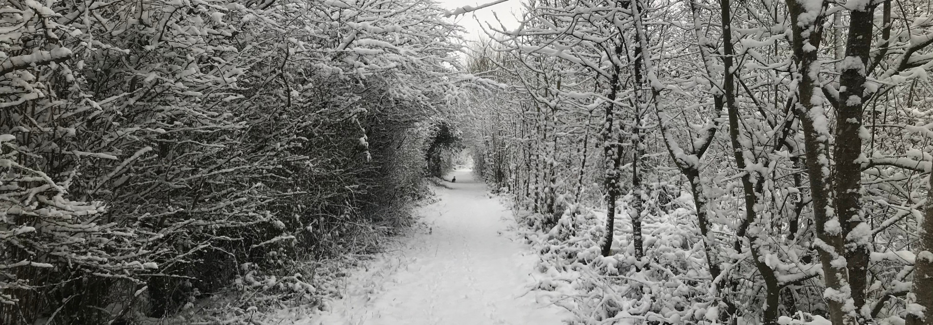 Snowy avenue in the National Forest, Hartshorne