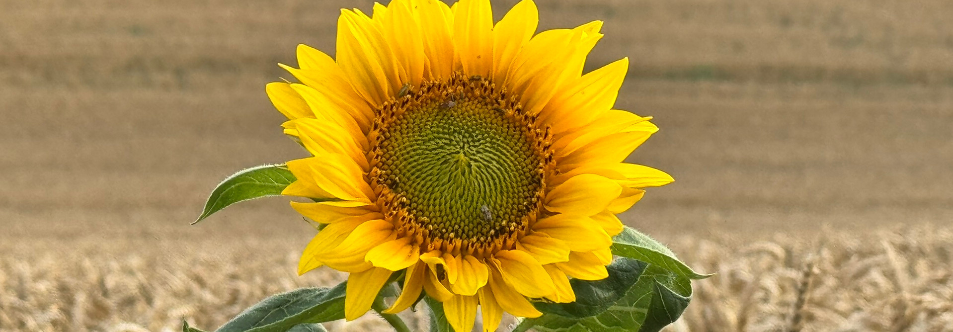 Photograph of a solitary sunflower in a wheatfield